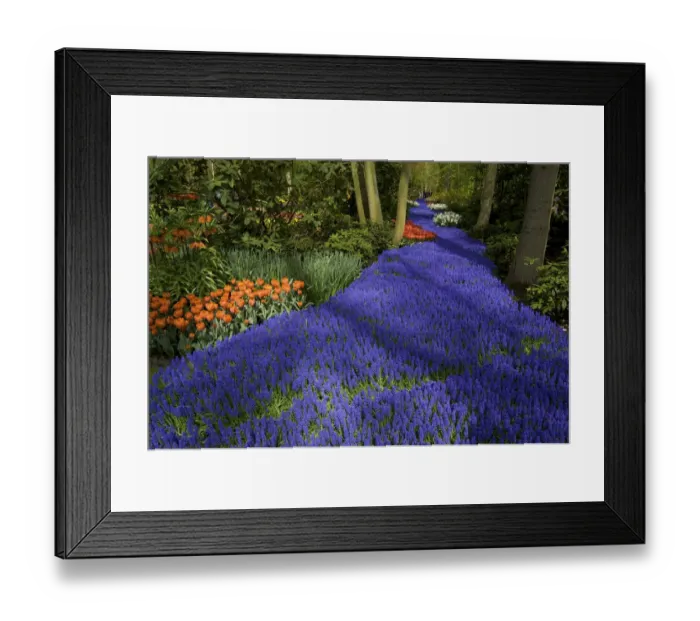 Framed Print : Europe, Netherlands, Holland, Lisse, Keukenhof Gardens in spring, a carpet of purple Framed Print : Europe, Netherlands, Holland, Lisse, Keukenhof Gardens in spring, a carpet of purple