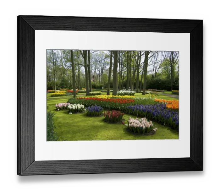Framed Print : Europe, Netherlands, Holland, Lisse, Keukenhof Gardens in spring Framed Print : Europe, Netherlands, Holland, Lisse, Keukenhof Gardens in spring