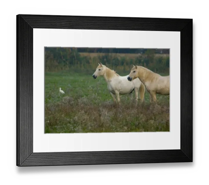 Framed Print : 03. France, Provence, Camargue, duck with two white wild horses Framed Print : 03. France, Provence, Camargue, duck with two white wild horses