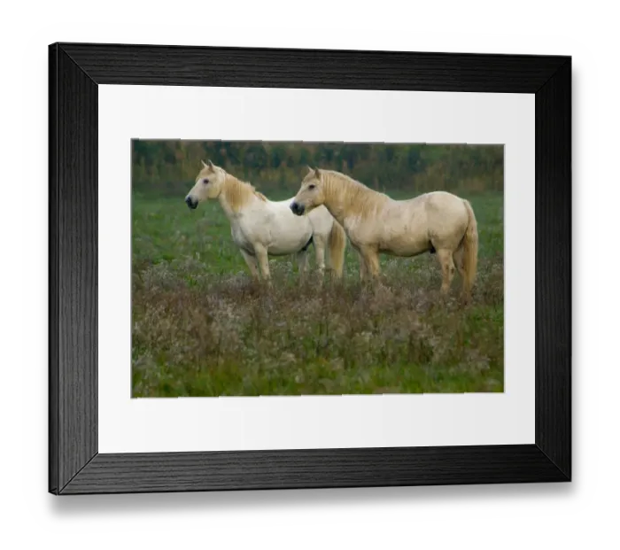 Framed Print : 03. France, Provence, Camargue, two white wild horses