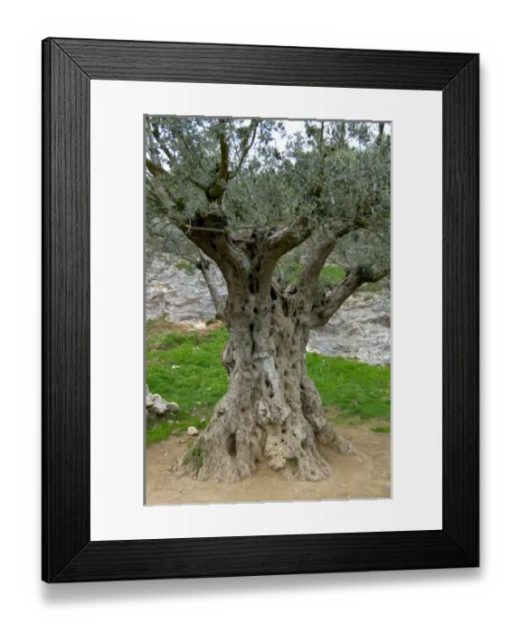 Framed Print : 03. France, Pont du Gard, 1, 000 year old olive tree Framed Print : 03. France, Pont du Gard, 1, 000 year old olive tree