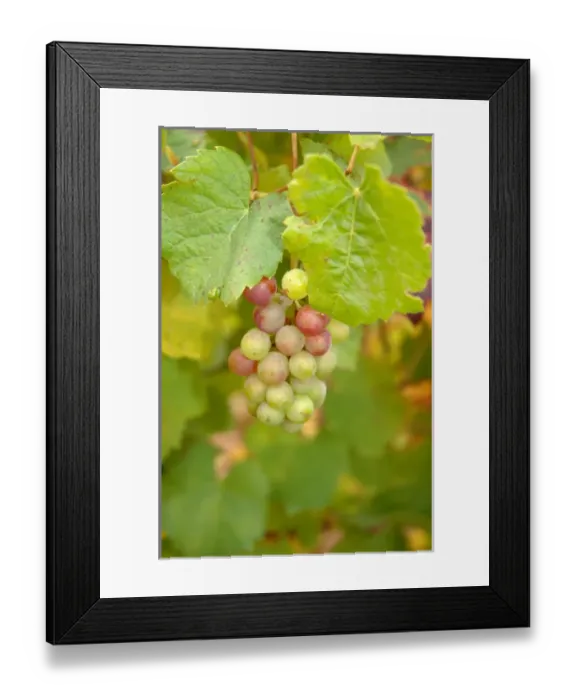 Framed Print : 03. France, Burgundy, Denice, Beaujolais white grapes on vine in Autumn