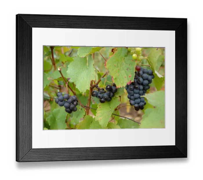 Framed Print : 03. France, Burgundy, Denice, Beaujolais red grapes on vine in Autumn Framed Print : 03. France, Burgundy, Denice, Beaujolais red grapes on vine in Autumn