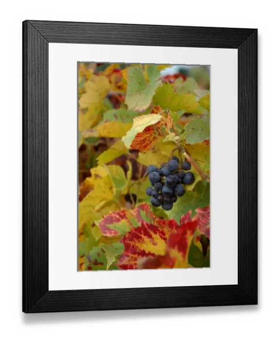 Framed Print : 03. France, Burgundy, Denice, Beaujolais red grapes on vine in Autumn Framed Print : 03. France, Burgundy, Denice, Beaujolais red grapes on vine in Autumn