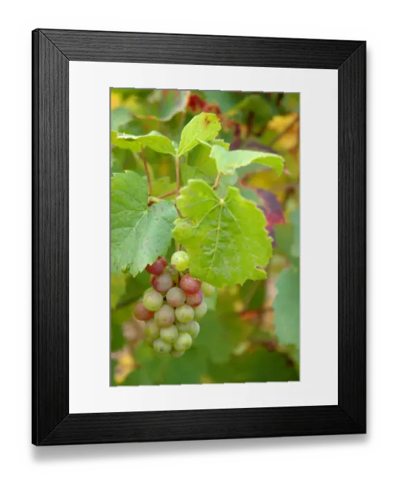 Framed Print : 03. France, Burgundy, Denice, Beaujolais white grapes on vine in Autumn