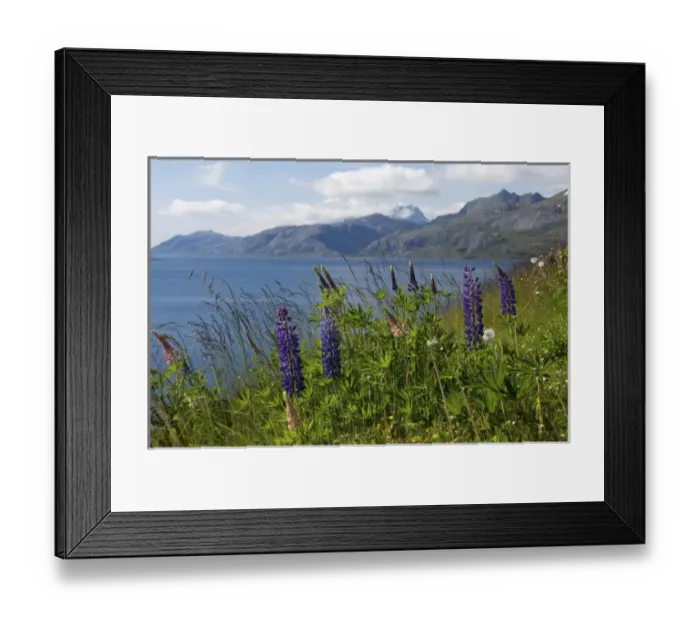 Framed Print : Norway, Nordland, Lofoten Archipelago. Summer wildflower fields of lupine along scenic Framed Print : Norway, Nordland, Lofoten Archipelago. Summer wildflower fields of lupine along scenic