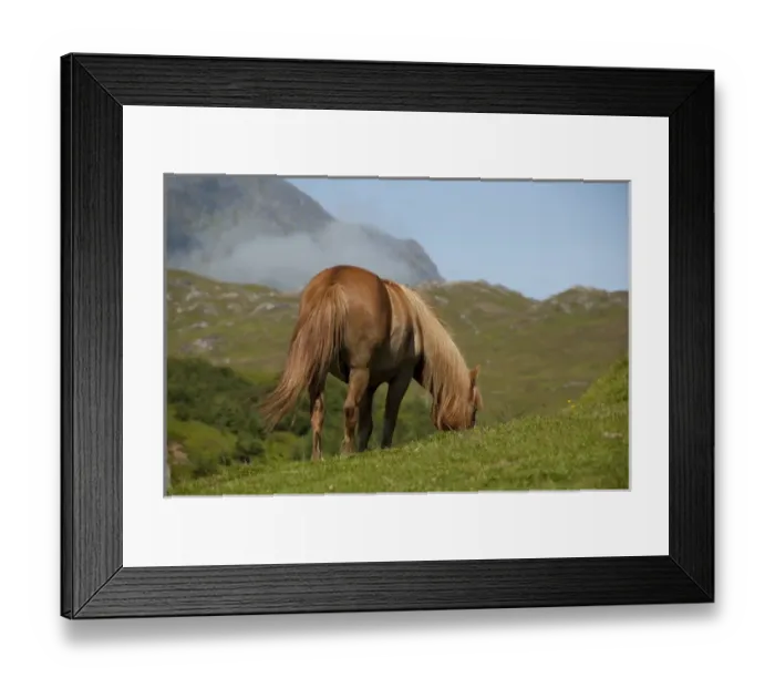 Framed Print : Norway, Nordland, Lofoten Archipelago, Borgelva. Fjord Horse in pasture Framed Print : Norway, Nordland, Lofoten Archipelago, Borgelva. Fjord Horse in pasture