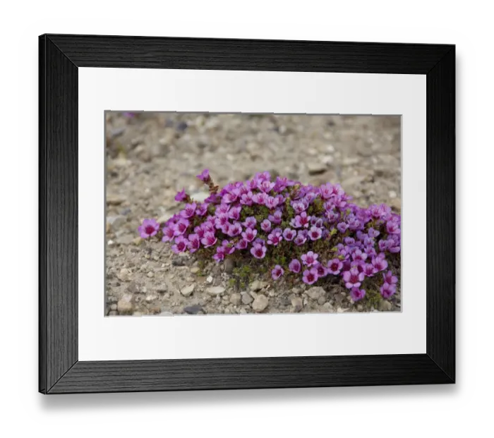 Framed Print : Norway, Arctic Circle, Svalbard Islands, Spitsbergen, Ny Alesund (aka Kings Bay) Framed Print : Norway, Arctic Circle, Svalbard Islands, Spitsbergen, Ny Alesund (aka Kings Bay)