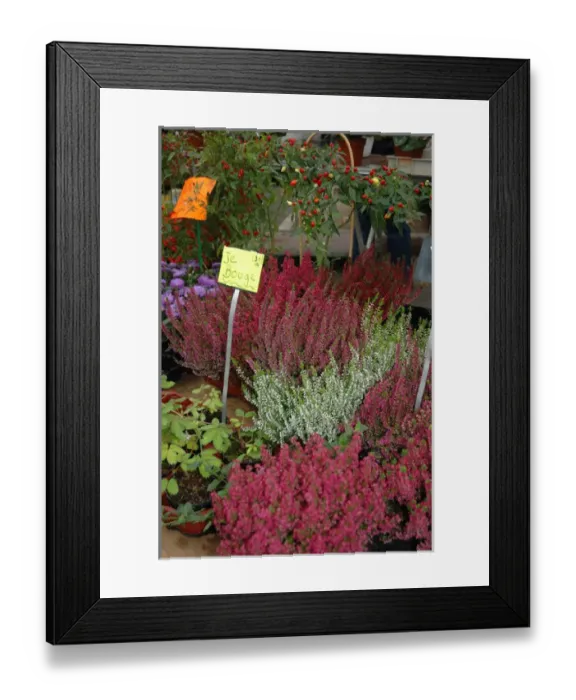 Framed Print : 03. France, Arles, Provence, flowers at outdoor market Framed Print : 03. France, Arles, Provence, flowers at outdoor market