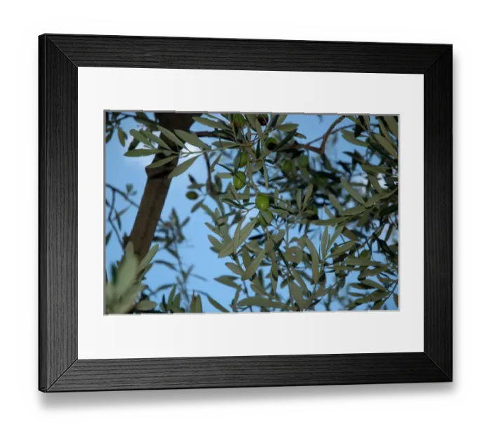 Framed Print : 03. France, Avignon, Provence, close-up of olive tree Framed Print : 03. France, Avignon, Provence, close-up of olive tree