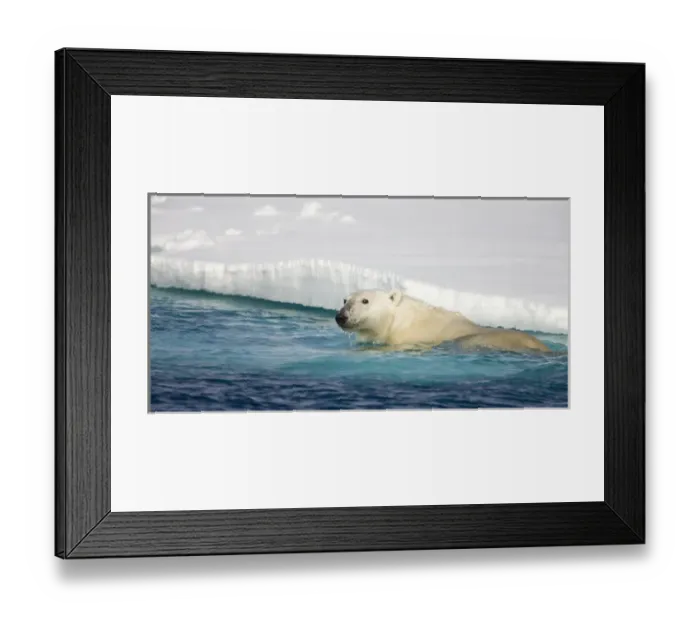 Framed Print : Norway, Svalbard, Spitsbergen Island, Polar Bear (Ursus maritimus) swimming beside Framed Print : Norway, Svalbard, Spitsbergen Island, Polar Bear (Ursus maritimus) swimming beside