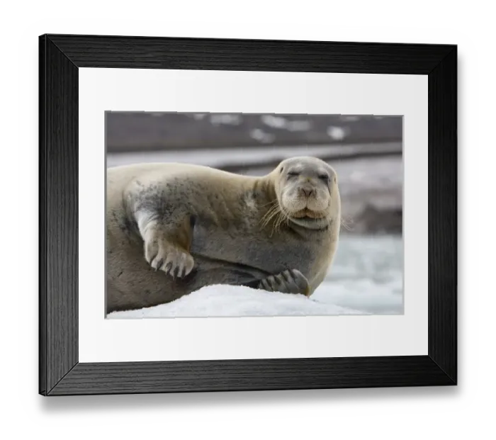 Framed Print : Norway, Svalbard, Spitsbergen, Bearded Seal (Erignathus barbatus) resting on iceberg Framed Print : Norway, Svalbard, Spitsbergen, Bearded Seal (Erignathus barbatus) resting on iceberg