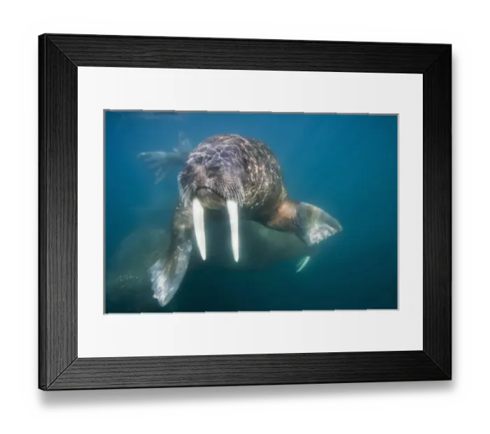 Framed Print : Norway, Svalbard, Tiholmane Islands, Underwater view of Walrus (Odobenus rosmarus) Framed Print : Norway, Svalbard, Tiholmane Islands, Underwater view of Walrus (Odobenus rosmarus)
