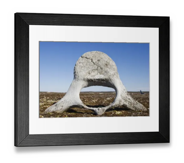 Framed Print : Norway, Svalbard, Storfjorden Fjord, Whale vertabrae standing on tundra on summer Framed Print : Norway, Svalbard, Storfjorden Fjord, Whale vertabrae standing on tundra on summer
