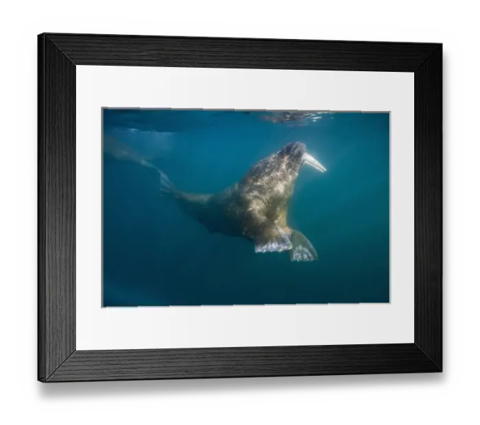 Framed Print : Norway, Svalbard, Tiholmane Islands, Underwater view of Walrus (Odobenus rosmarus) Framed Print : Norway, Svalbard, Tiholmane Islands, Underwater view of Walrus (Odobenus rosmarus)