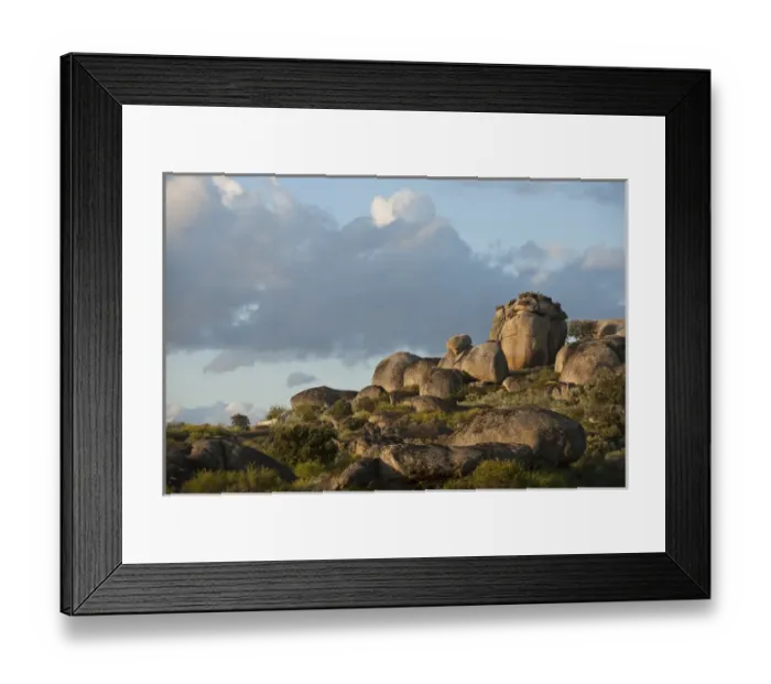 Framed Print : White Stork (Ciconia ciconia) nesting on granite boulders Natural Monument of Los Barruecos