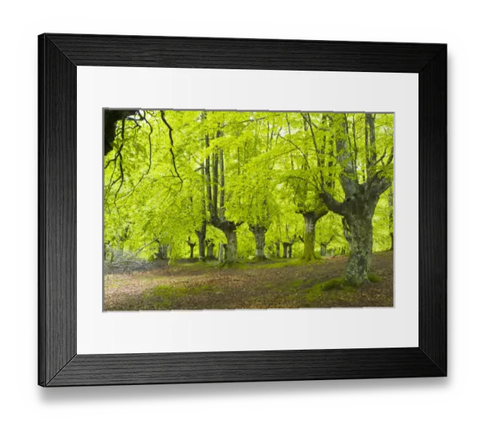 Framed Print : Urkiola Natural Park. Beech forest. Biscay province. Basque Country. Spain Framed Print : Urkiola Natural Park. Beech forest. Biscay province. Basque Country. Spain