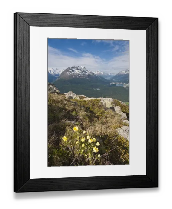 Framed Print : Muottas Muragl, Switzerland. Alpine flowers and views of Celerina and St. Moritz Framed Print : Muottas Muragl, Switzerland. Alpine flowers and views of Celerina and St. Moritz