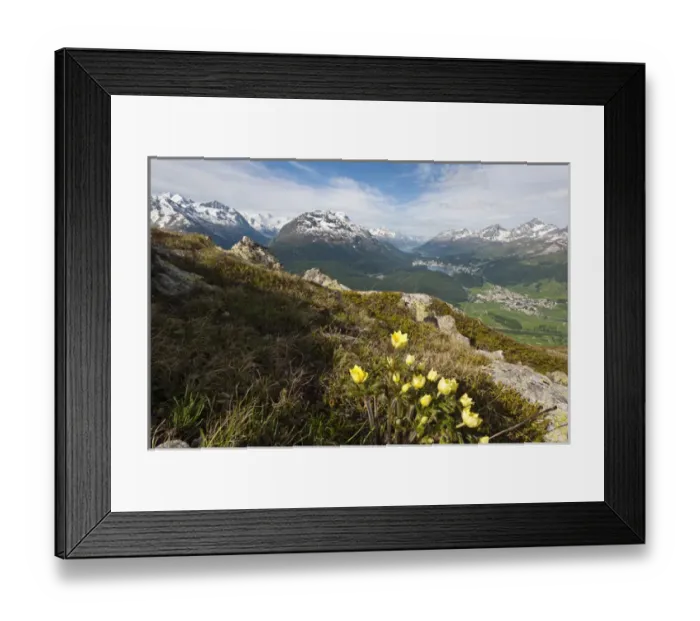 Framed Print : Muottas Muragl, Switzerland. Alpine flowers and views of Celerina and St. Moritz