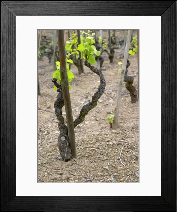 Framed Print : Terraced vineyards in the Cote Rotie district around Ampuis in northern Rhone planted Framed Print : Terraced vineyards in the Cote Rotie district around Ampuis in northern Rhone planted
