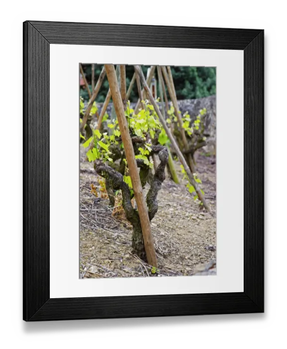 Framed Print : Terraced vineyards in the Cote Rotie district around Ampuis in northern Rhone planted Framed Print : Terraced vineyards in the Cote Rotie district around Ampuis in northern Rhone planted