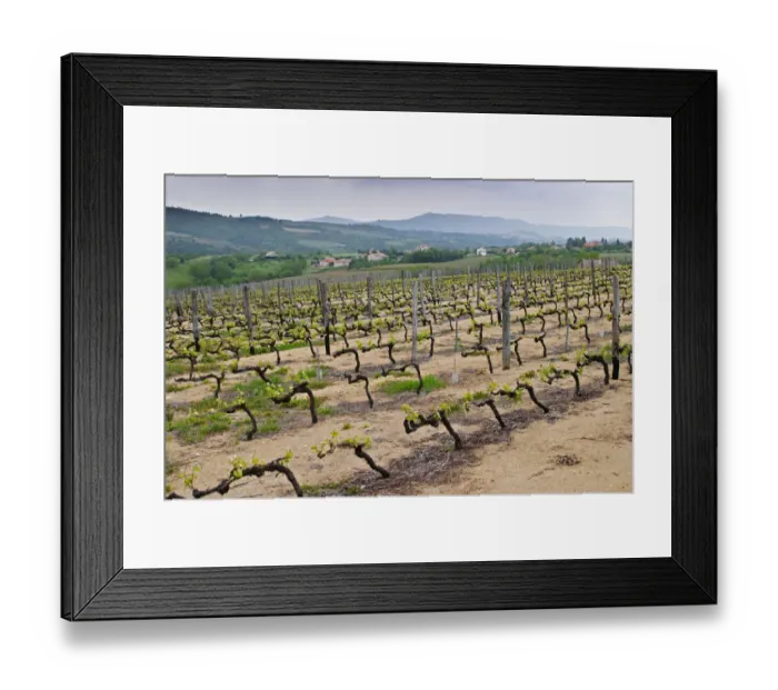 Framed Print : The vineyard of Pierre Gaillard in Malleval where he makes wines of the appellations Cote Rotie Framed Print : The vineyard of Pierre Gaillard in Malleval where he makes wines of the appellations Cote Rotie