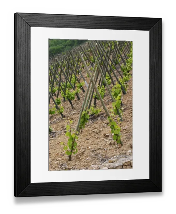 Framed Print : The vineyard of Pierre Gaillard in Malleval where he makes wines of the appellations Cote Rotie