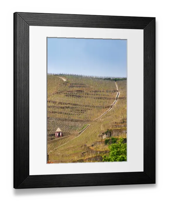 Framed Print : Terraced vineyards in the Cote Rotie district around Ampuis in northern Rhone planted Framed Print : Terraced vineyards in the Cote Rotie district around Ampuis in northern Rhone planted