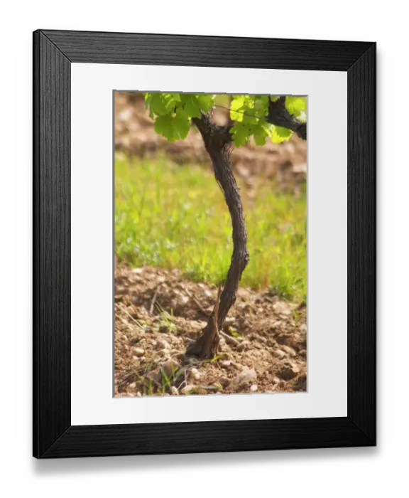 Framed Print : Young vines in the vineyard on the typical sandy pepply (galets) soil in Crozes Hermitage Framed Print : Young vines in the vineyard on the typical sandy pepply (galets) soil in Crozes Hermitage