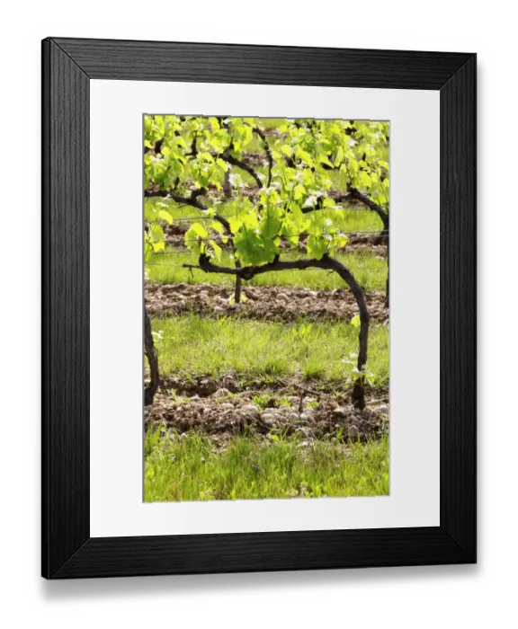 Framed Print : Young vines in the vineyard on the typical sandy pepply (galets) soil in Crozes Hermitage