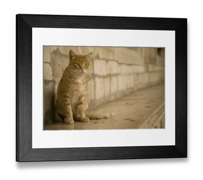 Framed Print : Europe, Croatia, Dalmatia, Dubrovnik. Cat and stone wall outside of Rectors Palace Framed Print : Europe, Croatia, Dalmatia, Dubrovnik. Cat and stone wall outside of Rectors Palace