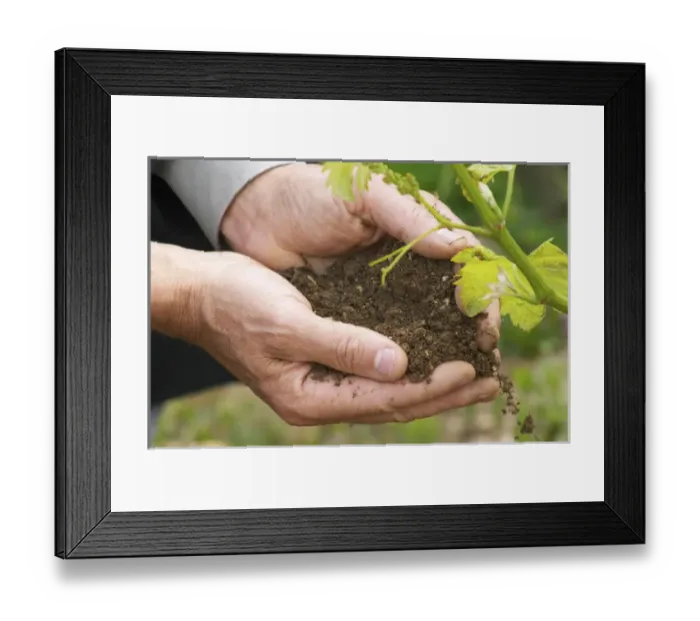 Framed Print : The then chief winemaker and director of Chapoutier, Alberic Mazoyer holding in his Framed Print : The then chief winemaker and director of Chapoutier, Alberic Mazoyer holding in his
