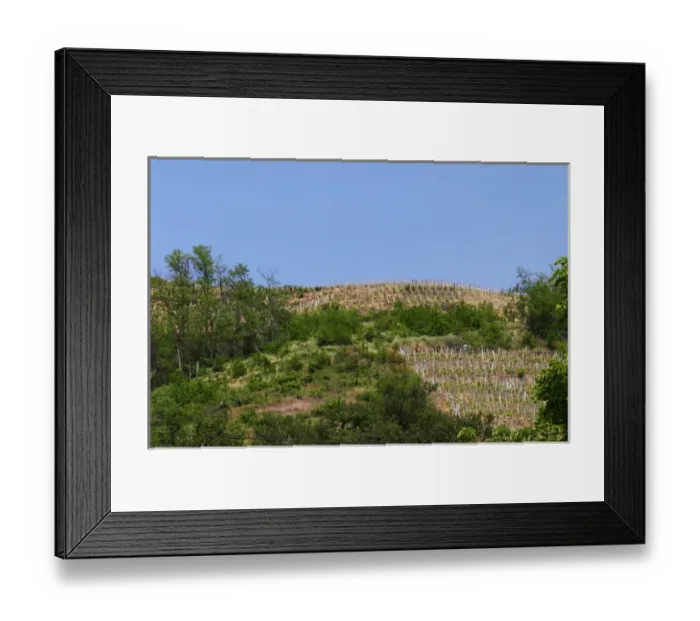 Framed Print : A Condrieu vineyard that belongs to Andre Perret, across the street from his winery Framed Print : A Condrieu vineyard that belongs to Andre Perret, across the street from his winery