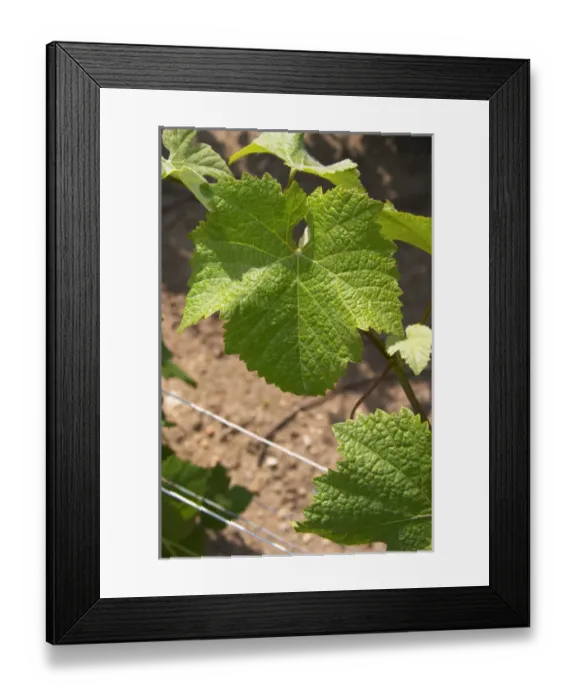 Framed Print : A pinot noir leaf - you can identify the variety since the leaf goes all the way into the center Framed Print : A pinot noir leaf - you can identify the variety since the leaf goes all the way into the center
