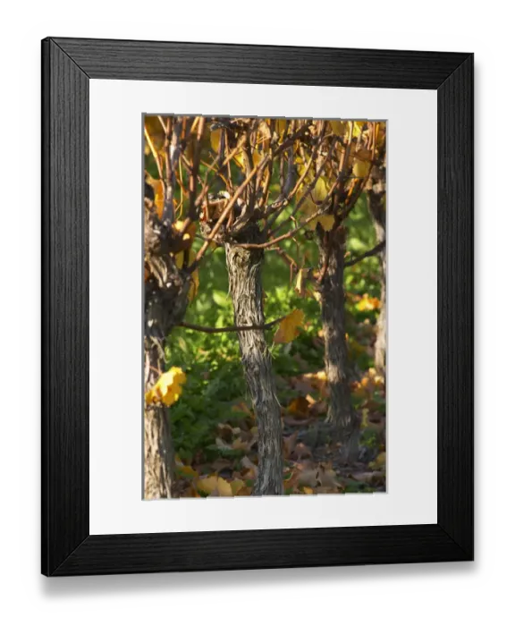 Framed Print : Autumn colours in the vineyard in late afternoon evening sunshine, red, brown, yellow leaves Framed Print : Autumn colours in the vineyard in late afternoon evening sunshine, red, brown, yellow leaves