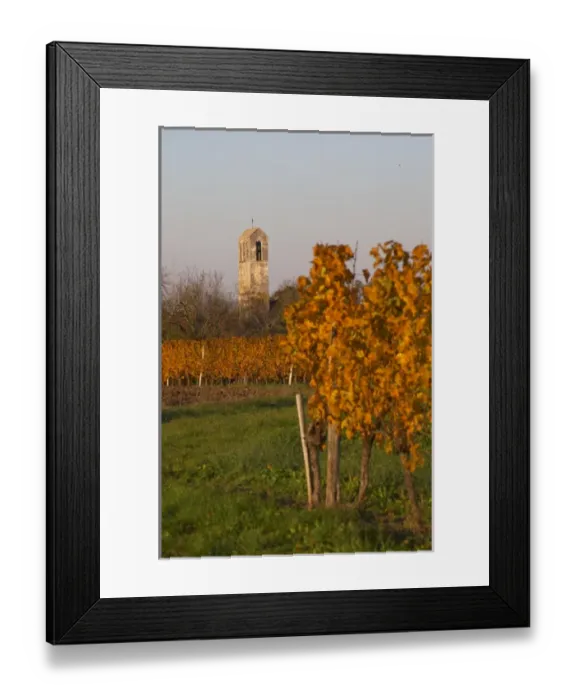Framed Print : Autumn colours in the vineyard in late afternoon evening sunshine, red, brown, yellow leaves Framed Print : Autumn colours in the vineyard in late afternoon evening sunshine, red, brown, yellow leaves