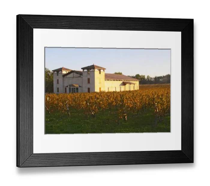 Framed Print : The newly constructed winery building seen over the green yellow golden vineyard