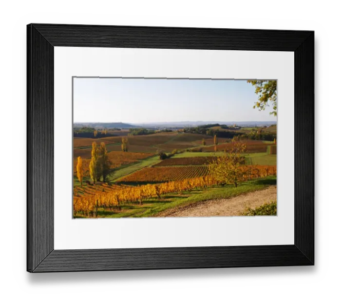 Framed Print : A view over the vineyards in Bergerac at Chateau Belingard in evening sunshine in Framed Print : A view over the vineyards in Bergerac at Chateau Belingard in evening sunshine in