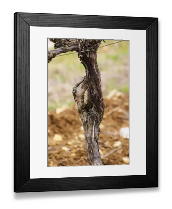 Framed Print : detail of a vine showing how it looks when you du surgreffage (surgreffe Framed Print : detail of a vine showing how it looks when you du surgreffage (surgreffe