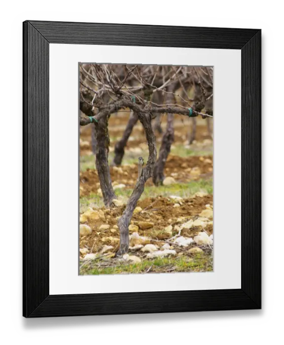 Framed Print : detail of a vine Cordon Royat training before final pruning with old twigs Framed Print : detail of a vine Cordon Royat training before final pruning with old twigs