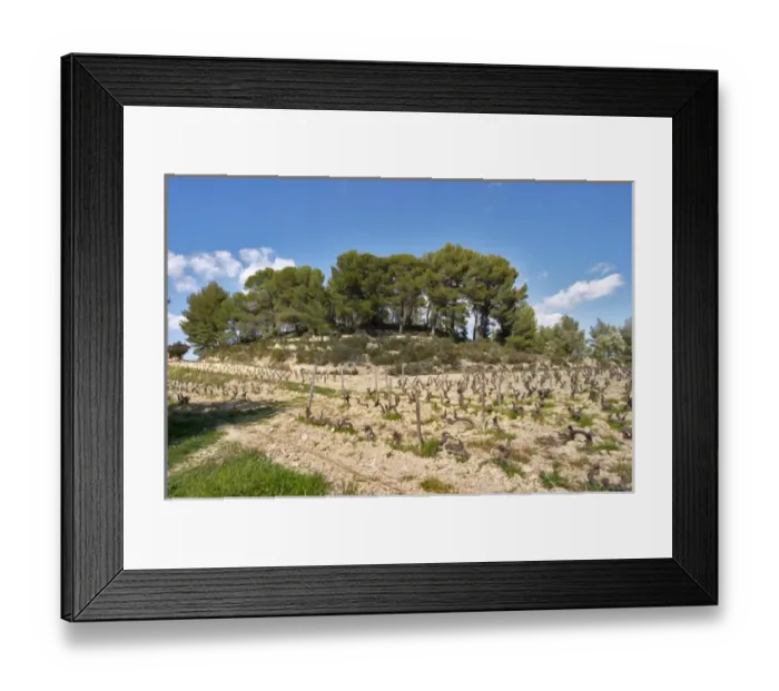 Framed Print : The hilltop with the small tower that has given its name to the domaine. Mourvedre Framed Print : The hilltop with the small tower that has given its name to the domaine. Mourvedre