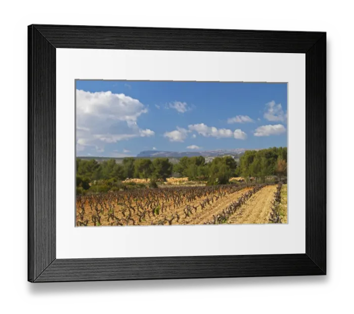 Framed Print : View over the vineyard in spring towards the Ste Baume mountains. Grenache Domaine Framed Print : View over the vineyard in spring towards the Ste Baume mountains. Grenache Domaine