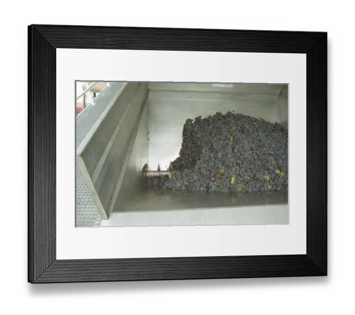 Framed Print : Grapes just brought in from harvest in the grape reception area with an archimedes Framed Print : Grapes just brought in from harvest in the grape reception area with an archimedes