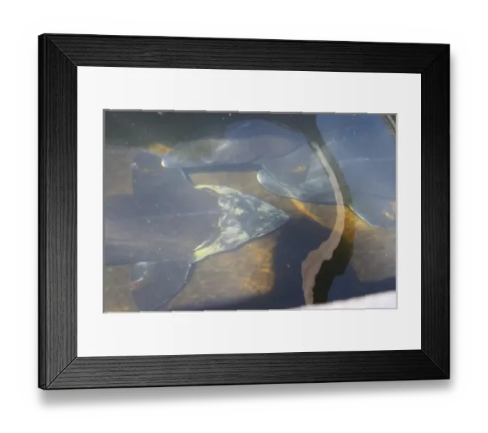 Framed Print : Three sturgeons in a Fish farm nursery dam pond Caviar et Prestige Saint Framed Print : Three sturgeons in a Fish farm nursery dam pond Caviar et Prestige Saint
