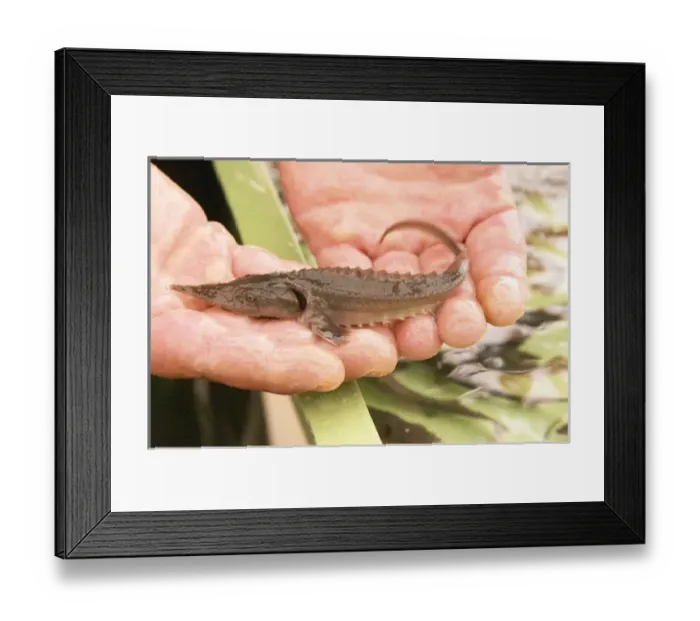 Framed Print : A fish farm nursery for breeding sturgeon with a small young fish fry spawn in Framed Print : A fish farm nursery for breeding sturgeon with a small young fish fry spawn in