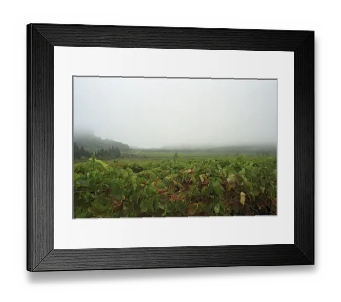 Framed Print : A view over the vineyard and the La Clape mountain in fog, at harvest time Domaine Pech-Redon