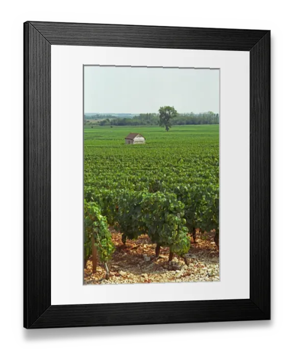 Framed Print : The Les Genevrieres vineyard in Meursault, Bourgogne Framed Print : The Les Genevrieres vineyard in Meursault, Bourgogne