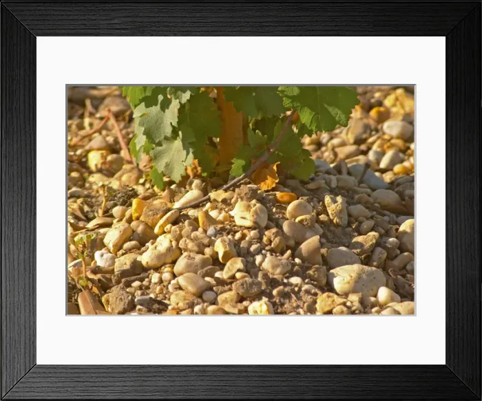 Framed Print : The gravelly pebbly and sandy soil, typical of Medoc - Chateau Belgrave, Haut-Medoc