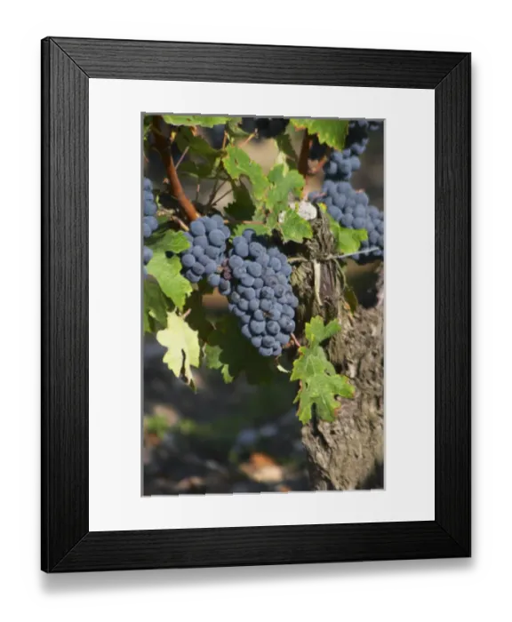 Framed Print : A cabernet Sauvignon vine, circa 35 years old with ripe grape bunches - Chateau Belgrave Framed Print : A cabernet Sauvignon vine, circa 35 years old with ripe grape bunches - Chateau Belgrave