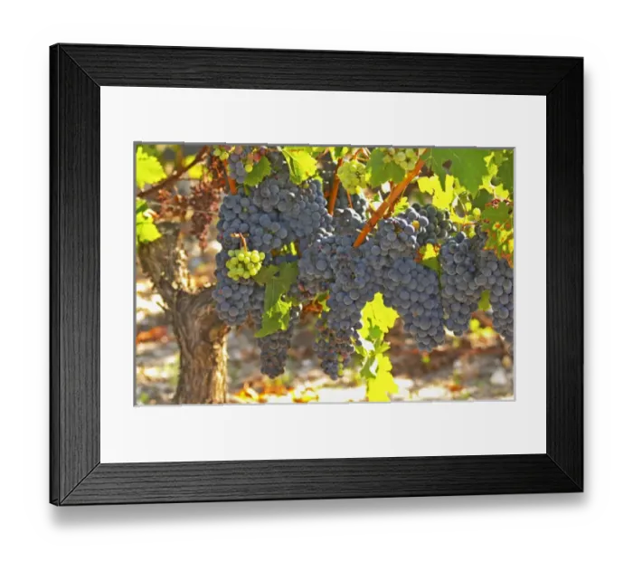 Framed Print : A cabernet Sauvignon vine, circa 35 years old with ripe grape bunches - Chateau Belgrave Framed Print : A cabernet Sauvignon vine, circa 35 years old with ripe grape bunches - Chateau Belgrave